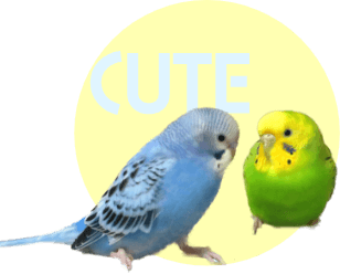 cute