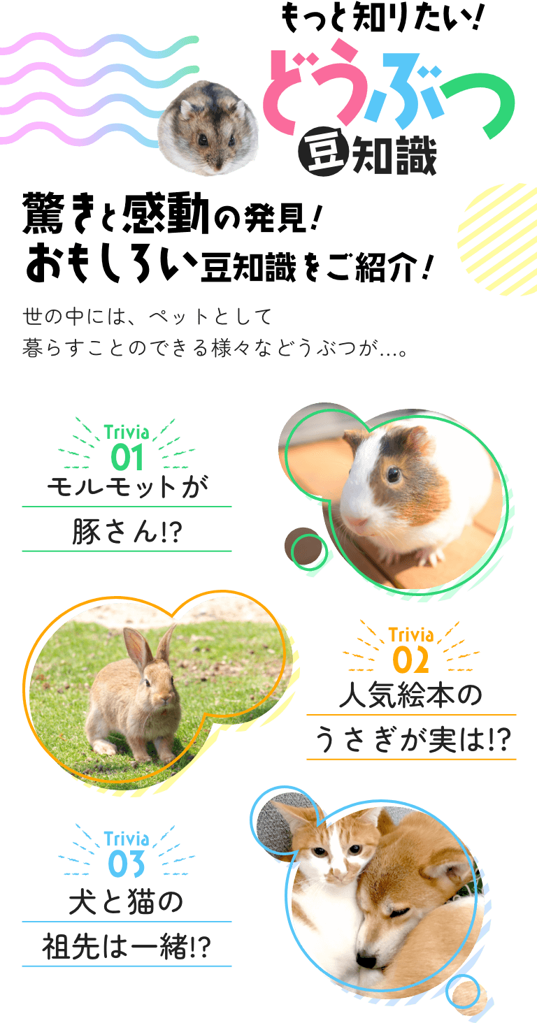 もっと知りたい！どうぶつ豆知識。驚きを感動の発見！面白い豆知識をご紹介！