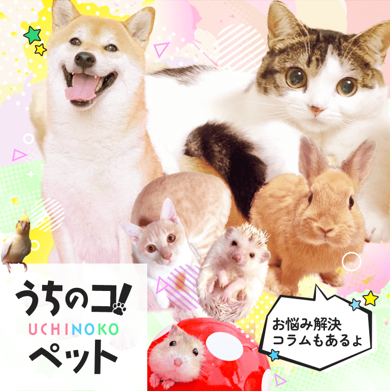 うちのコ！ペット｜みんなの家族。しあわせ動画見放題！