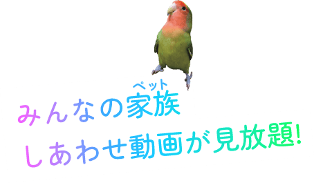 うちのコ！ペット｜みんなの家族。しあわせ動画見放題！